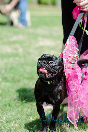 Pugapalooza 2012-90