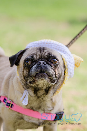 Pugapalooza 2012-93