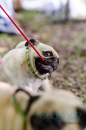Pugapalooza 2012-80