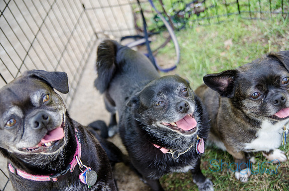 Pugapalooza 2012-157