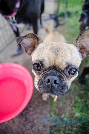 Pugapalooza 2012-152