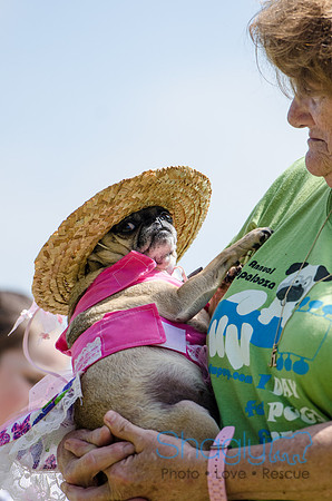 Pugapalooza 2012-96