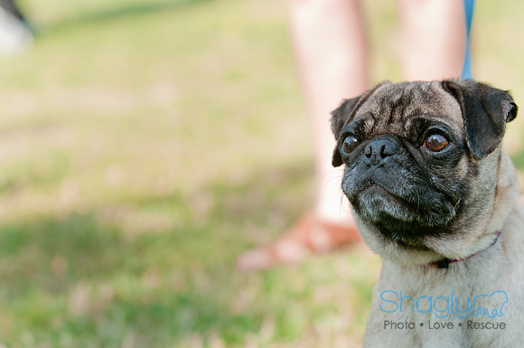 pugapalooza2011-20