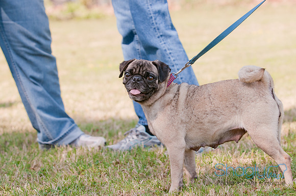 pugapalooza2011-22