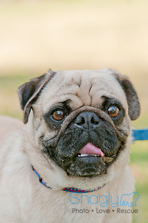 pugapalooza2011-7
