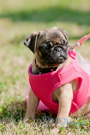 pugapalooza2011