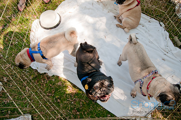pugapalooza2011-36