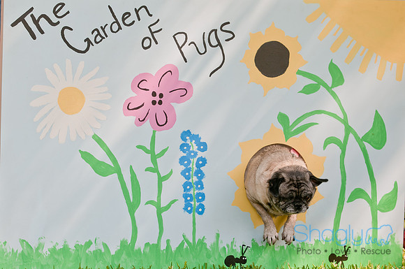 pugapalooza2011-26
