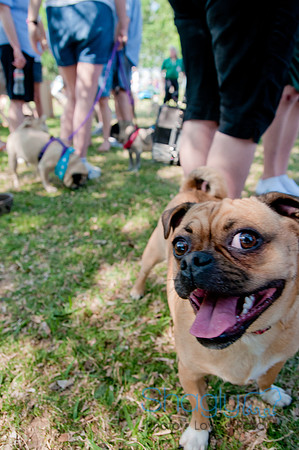 pugapalooza2011-35