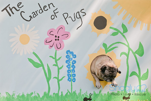 pugapalooza2011-27