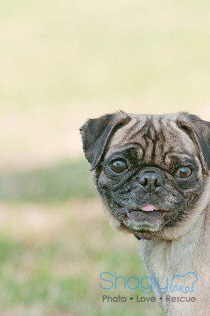 pugapalooza2011-18
