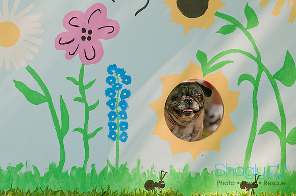 pugapalooza2011-25