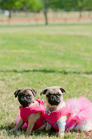 pugapalooza2011-4
