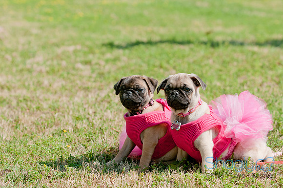 pugapalooza2011-3