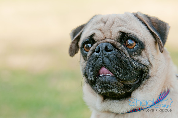 pugapalooza2011-9