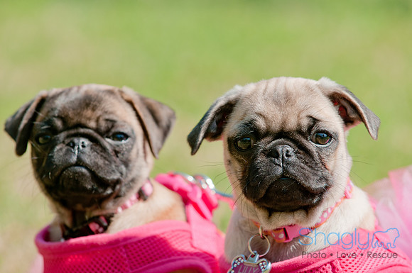 pugapalooza2011-5