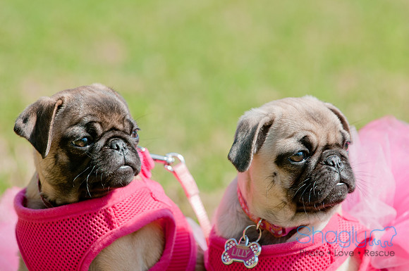 pugapalooza2011-6