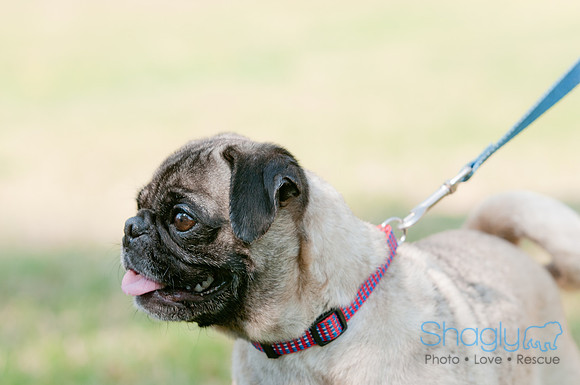 pugapalooza2011-21