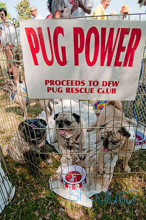 pugapalooza2011-33
