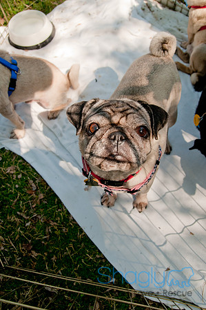 pugapalooza2011-37