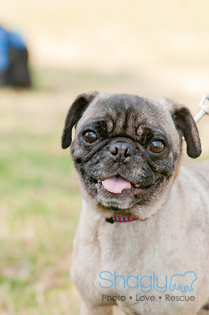 pugapalooza2011-16