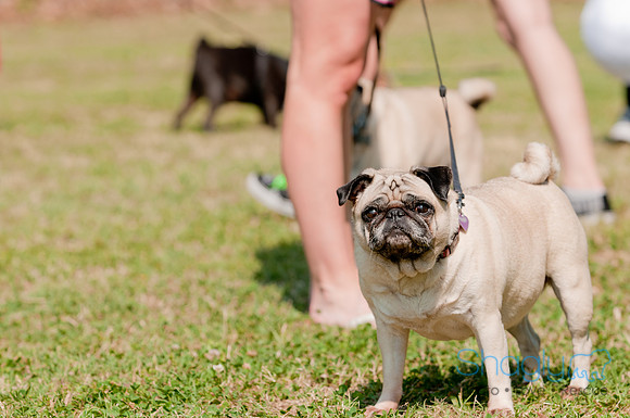 pugapalooza2011-29