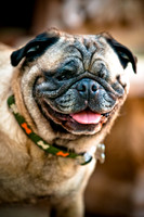 DFW Pug Rescue-14