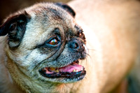 DFW Pug Rescue-6