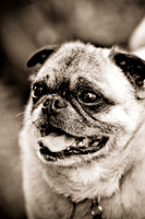 DFW Pug Rescue-10