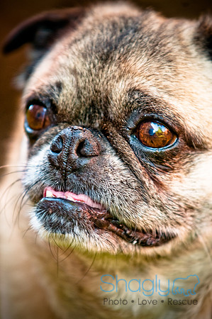 DFW Pug Rescue-11