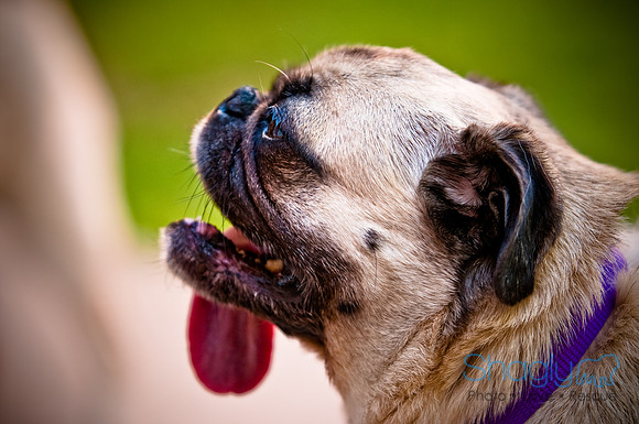 DFW Pug Rescue-17