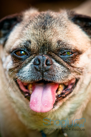 DFW Pug Rescue-7