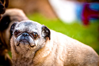 DFW Pug Rescue-12