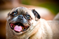 DFW Pug Rescue-16