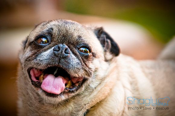 DFW Pug Rescue-16