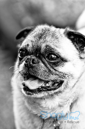 DFW Pug Rescue-9