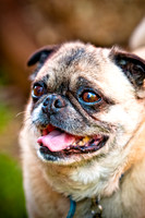 DFW Pug Rescue-8