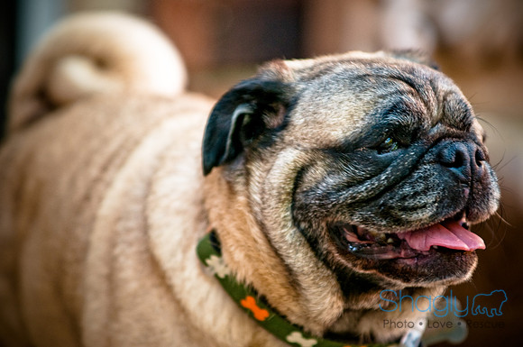 DFW Pug Rescue-13