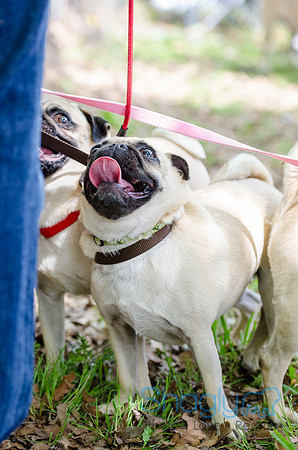 Pugapalooza 2012-79