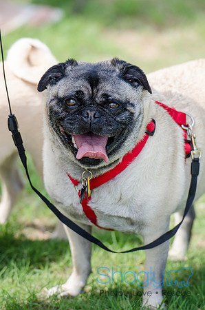 Pugapalooza 2012-69