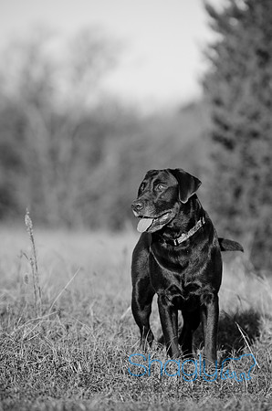 Sherman and Olivia-63