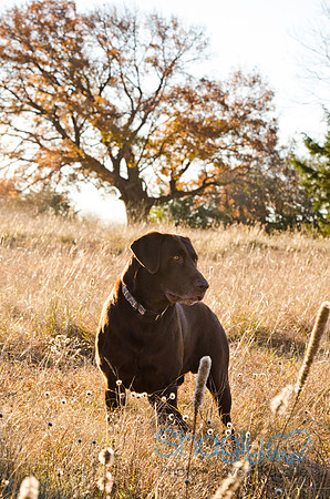 Sherman and Olivia-35