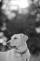 Sherman and Olivia-16