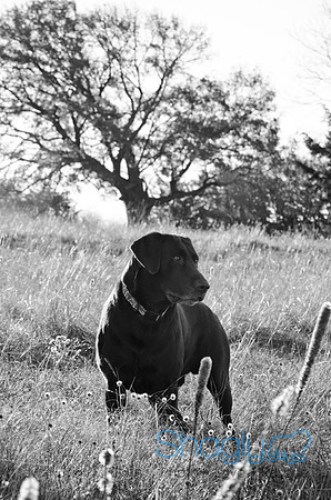 Sherman and Olivia-36