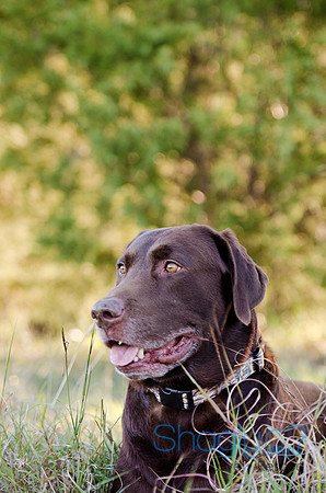 Sherman and Olivia-92