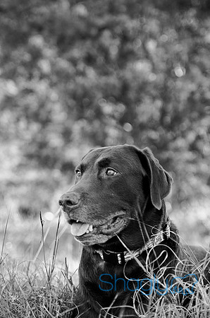 Sherman and Olivia-93