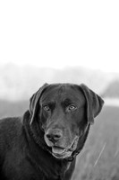 Sherman and Olivia-9