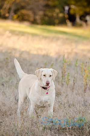 Sherman and Olivia-10