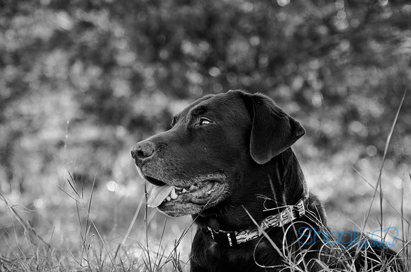 Sherman and Olivia-95