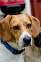 Shiloh the Beagle-2